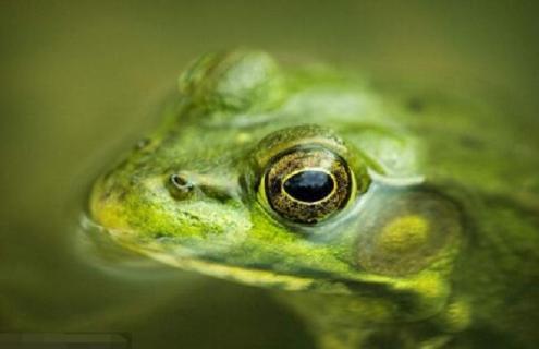 石蛙最新高产人工养殖技术（石蛙最新高产人工养殖技术规范）