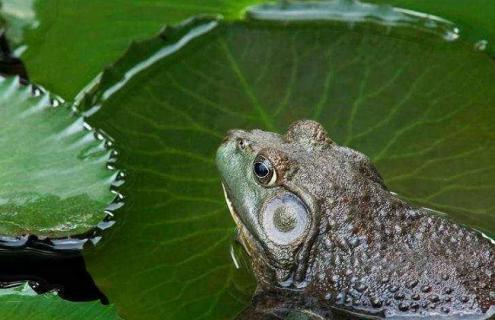 牛蛙的养殖技术（牛蛙的养殖技术哪里可以学）