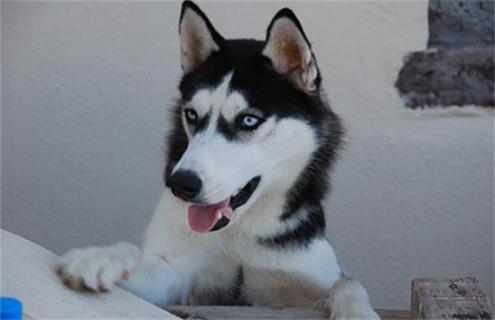 哈士奇如何人工饲养（哈士奇怎么养活）