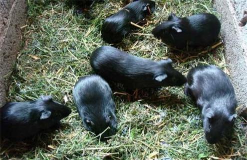 黑豚养殖的成本和利润分析 黑豚养殖的成本及利润