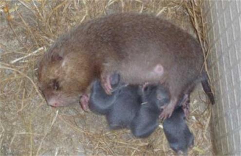 竹鼠会吃幼崽的原因及解决方法（竹鼠会吃幼崽的原因及解决方法视频）