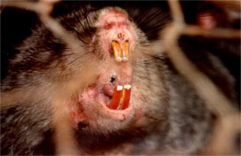 竹鼠断牙的原因及解决方法 竹鼠掉牙断牙怎么治疗