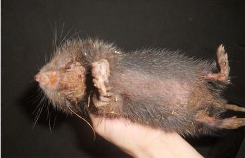 竹鼠打架的原因和解决方法 竹鼠和老鼠打架