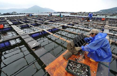 2018养鲍鱼赚钱吗及价格养殖前景 养鲍鱼需要什么条件