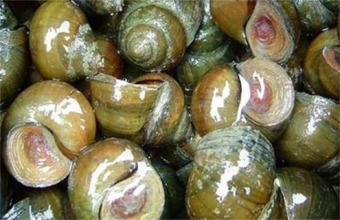 田螺养殖怎么产量高（田螺养殖怎么产量高一点）