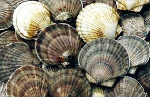扇贝科学人工养殖技术 扇贝科学人工养殖技术视频