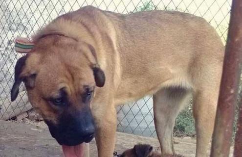 肉狗养殖的注意事项 肉狗养殖的注意事项和细节