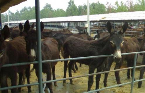 2018驴的养殖成本与利润（养驴的利润与成本驴价格行情2020年）