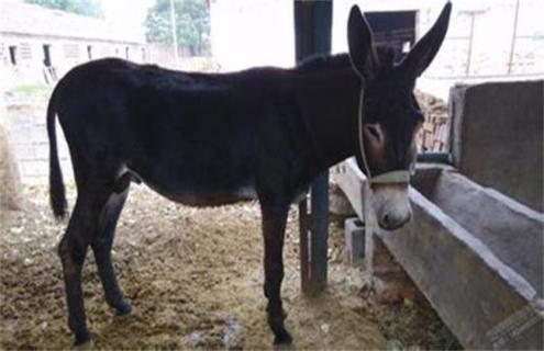 驴疾病与预防治理（驴病有哪些）