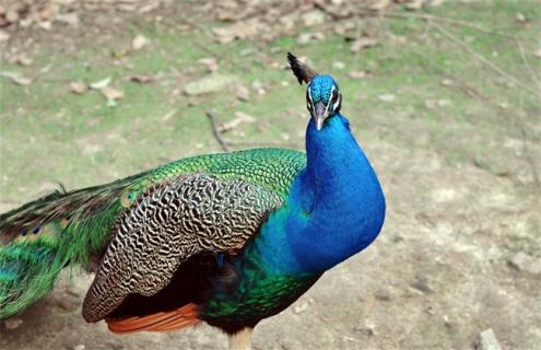 如何养殖孔雀 如何养殖孔雀竹芋