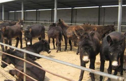 驴的养殖前景 驴养殖前景好吗