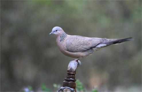 斑鸠怎么养殖才好 斑鸠养殖技术教程