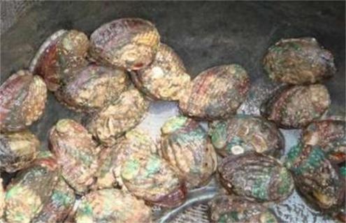 鲍鱼常见病害的防治方法 鲍鱼疾病