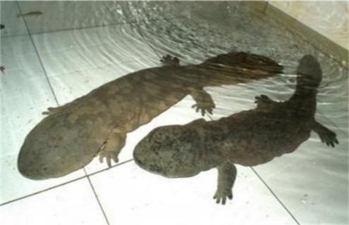 娃娃鱼养殖技术（娃娃鱼养殖技术培训）