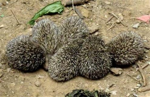 刺猬养殖注意事项 刺猬养殖技术