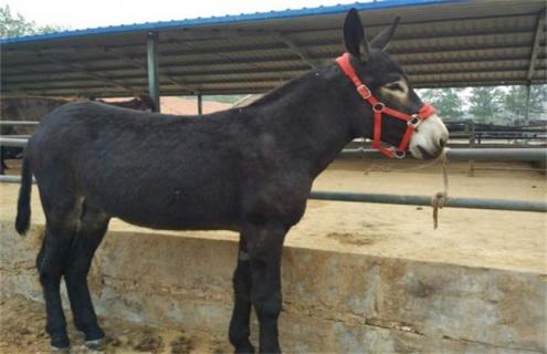 肉驴销售方式 肉驴销售方式有哪些