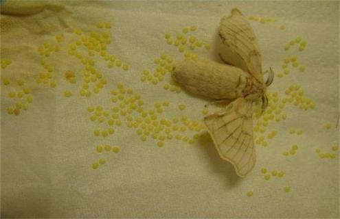 蚕要怎么养才好（蚕要怎么养才好养活）