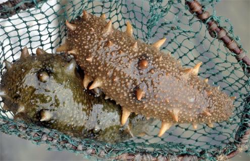 海参高温养殖技术 海参高温养殖技术要求