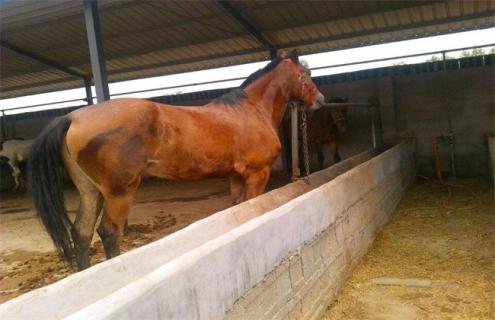 马的养殖技术 马的养殖技术与繁殖6