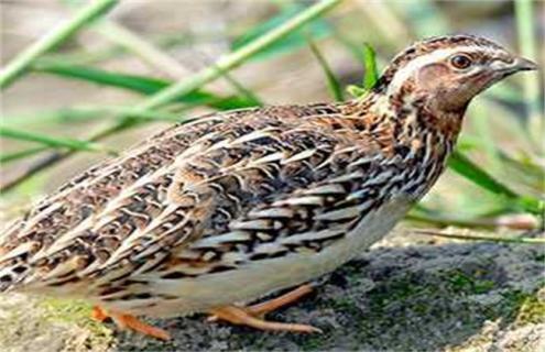 鹌鹑为什么会乱啄 鹌鹑为什么啄脚