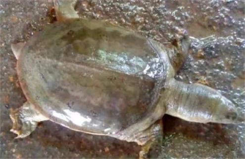 甲鱼常见疾病防治方法（甲鱼疾病防治方法及症状图片）