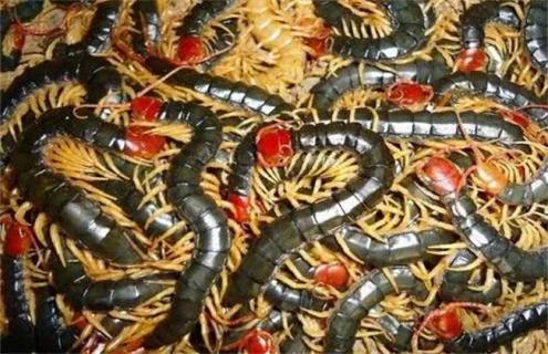 蜈蚣养殖的注意事项 蜈蚣养殖的注意事项和禁忌