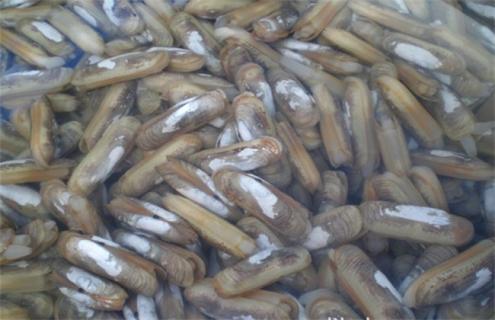 蛏子养殖常见疾病防治方法（蛏子养殖常见疾病防治方法视频）