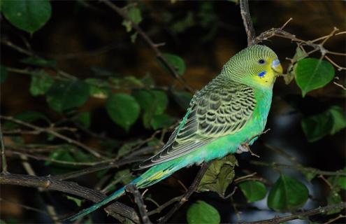 虎皮鹦鹉的常见病及防治（虎皮鹦鹉的常见病及防治知识）