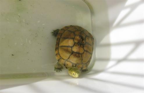 养殖黄喉拟水龟的注意事项 黄喉拟水龟养殖犯法吗