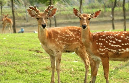 梅花鹿该怎么养殖 梅花鹿该怎么养殖视频