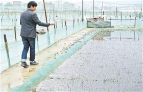 牛蛙越冬注意事项（牛蛙越冬注意事项是什么）