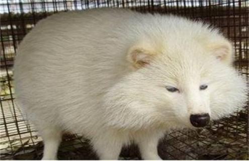 狐狸养殖方向（狐狸的养殖）