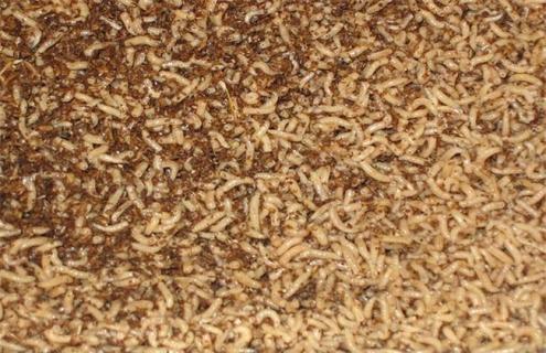 蛆的养殖方法（蛆的养殖方法有哪些）