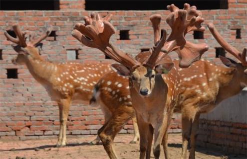 比较好养的几种梅花鹿（比较好养的几种梅花鹿品种）