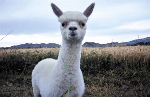 羊驼该怎么养 羊驼怎么养殖技术