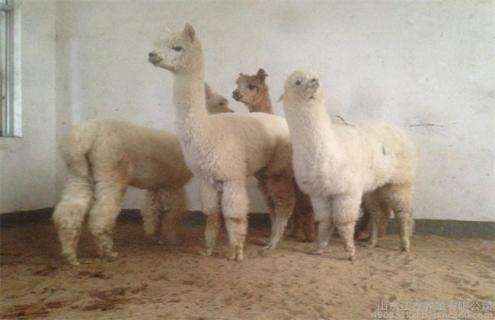 养殖羊驼的注意事项 养殖羊驼的注意事项有哪些