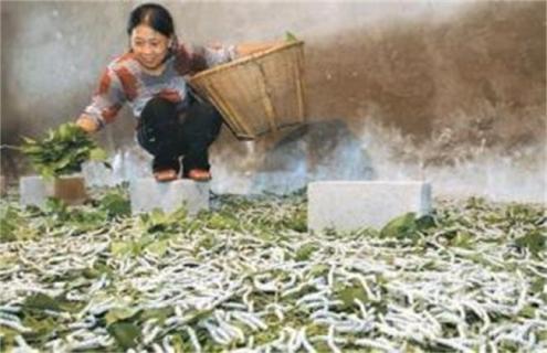 秋蚕养殖技术 秋蚕养殖技术与管理