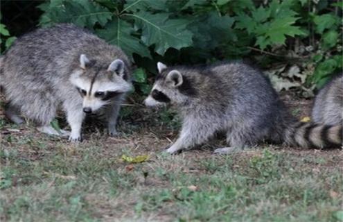 果子狸该怎么养 果子狸怎么饲养