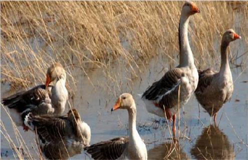 大雁该怎么养 大雁该怎么养殖