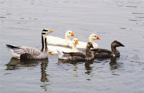 大雁的常见疾病与防治 大雁常识