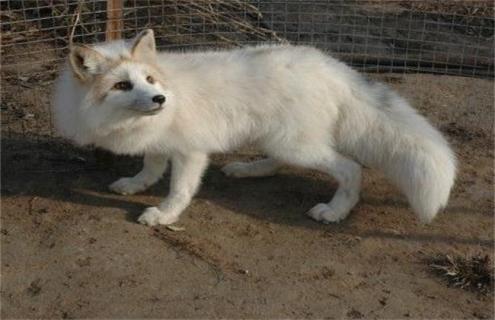 狐狸养殖时该注意些什么 狐狸养殖前景怎么样