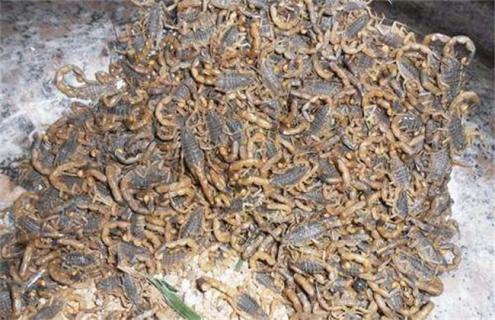 蝎子常见病虫害防治方法（蝎子的病虫害防治）