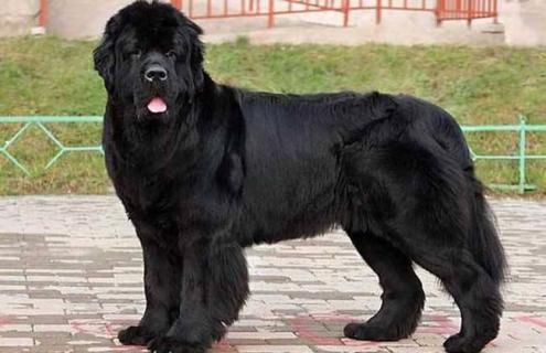 肉狗养殖什么品种好 肉狗养哪种好