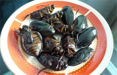 龙虱该怎么养殖 龙虱怎么养殖方法