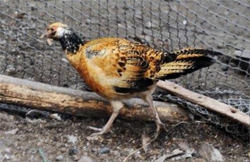 怎么育肥野鸡（怎样育好野鸡苗）