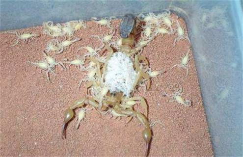 幼蝎死亡的原因及解决方法（幼蝎多长时间长成成蝎）