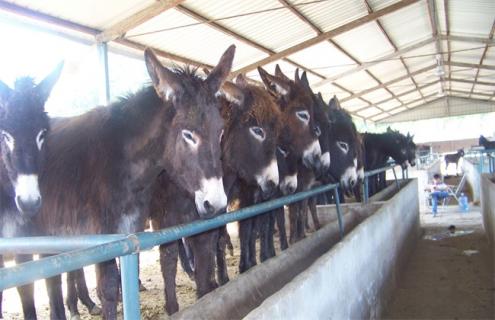如何催肥肉驴（如何催肥肉驴肉的味道）