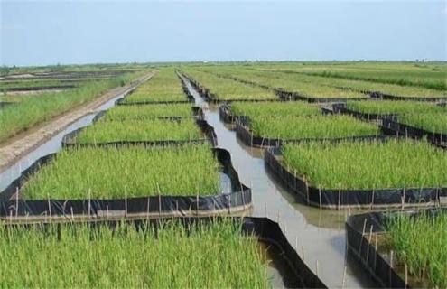 田螺养殖注意事项 田螺养殖注意事项和细节