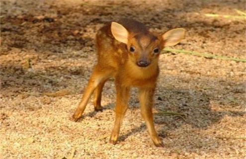 梅花鹿的幼崽管理（梅花鹿幼崽怎么喂养）