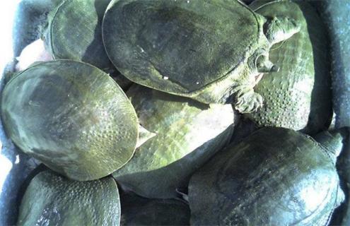 甲鱼越冬的方法（甲鱼的冬季越冬管理）